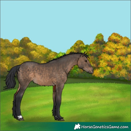 Horse Color:Brown Dun 