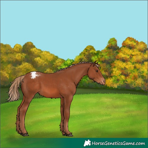 Horse Color:Chestnut Appaloosa 