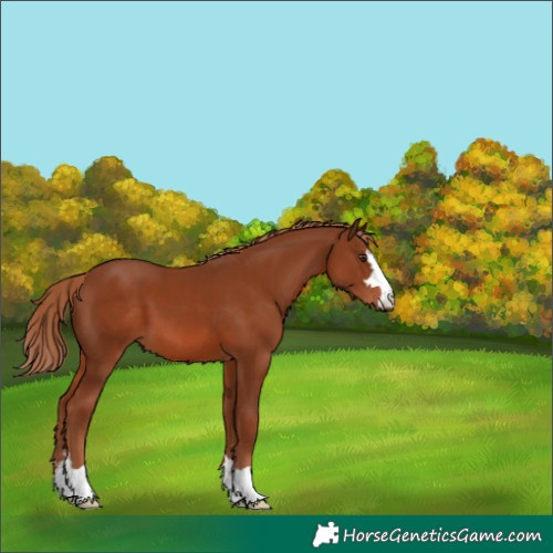 Horse Color:Chestnut 