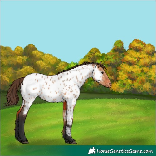 Horse Color:Bay Dun Appaloosa 