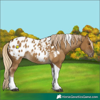 Horse Color:Chocolate Palomino Dun Tobiano Appaloosa