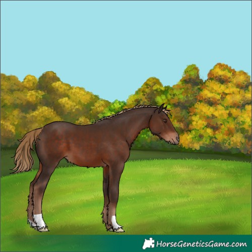 Horse Color:Liver Chestnut 