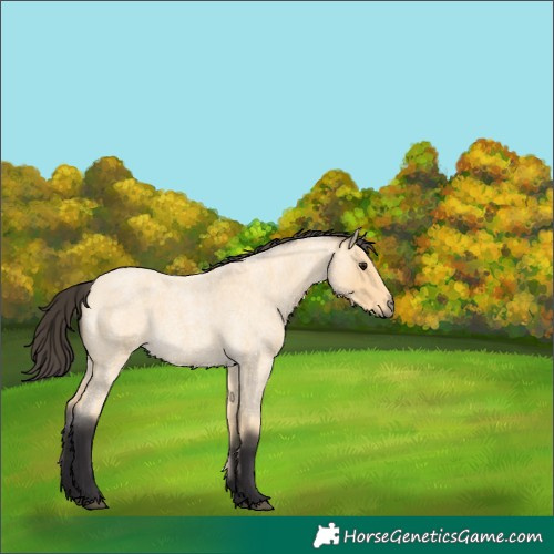 Horse Color:Buckskin Roan 