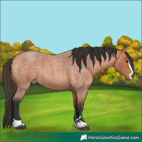 Horse Color:Bay Roan 