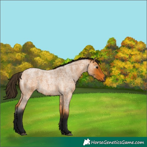 Horse Color:Gray Buckskin Roan 