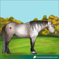 Horse Color:Gray Bay 