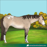 Horse Color:Brown Dun Appaloosa