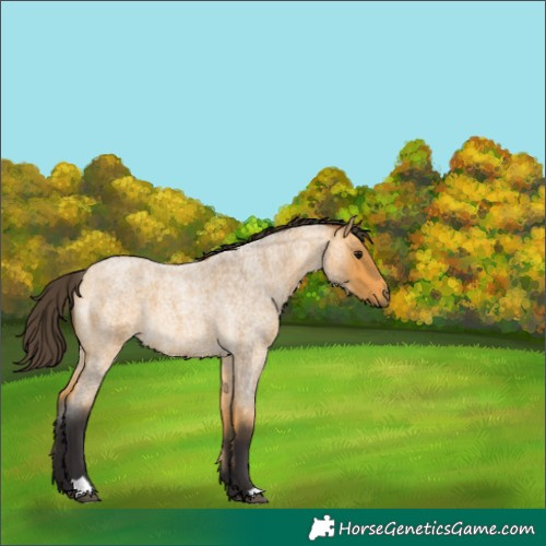 Horse Color:Buckskin Roan 
