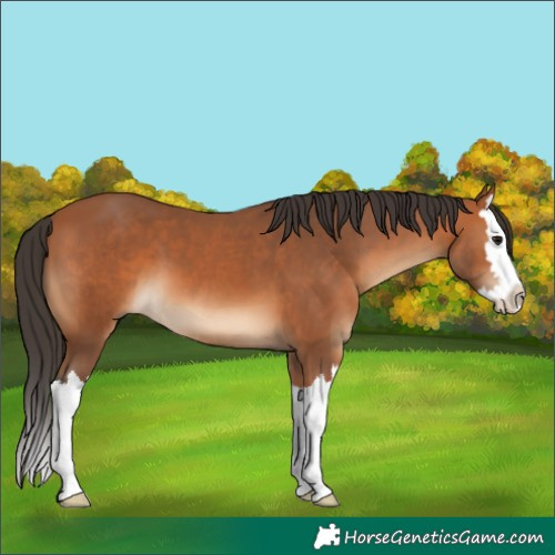 Horse Color:Bay Splash 