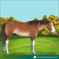 Horse Color:Bay Splash