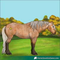 Horse Color:Gray Silver Buckskin Roan 