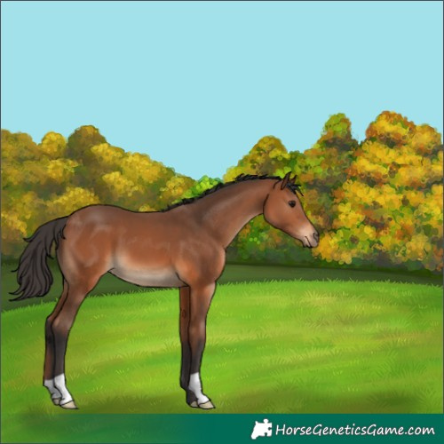 Horse Color:Bay 
