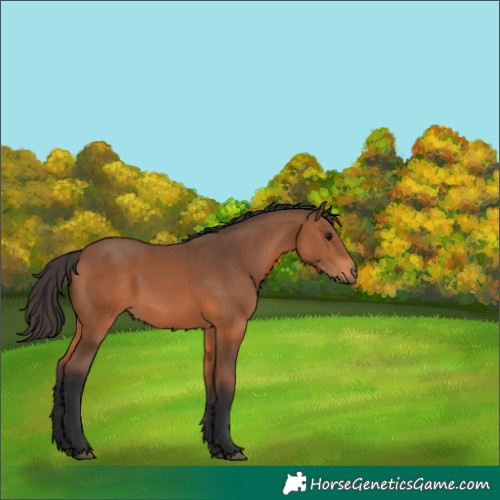 Horse Color:Bay 