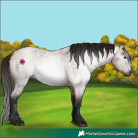 Horse Color:Gray Bay Roan 