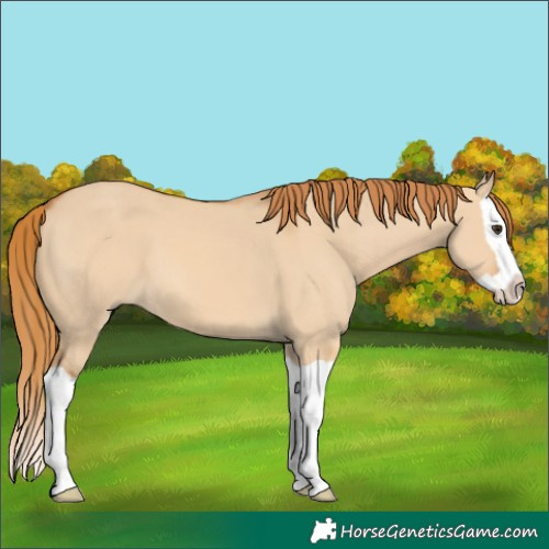 Horse Color:Red Dun Splash 