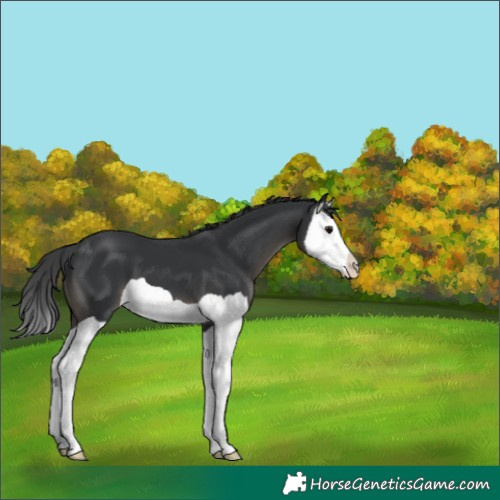 Horse Color:Black Splash 