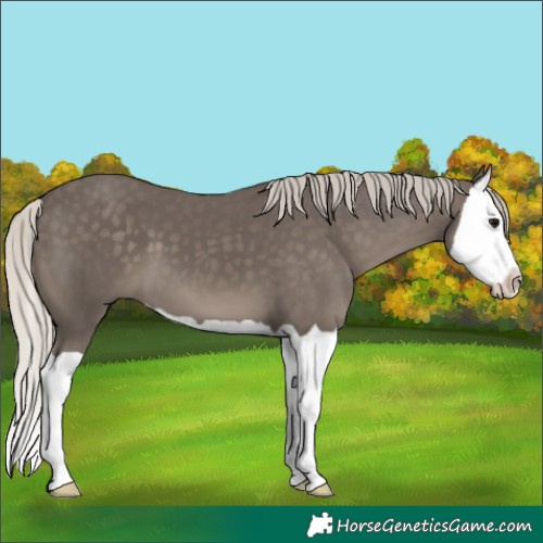 Horse Color:Silver Black Splash 