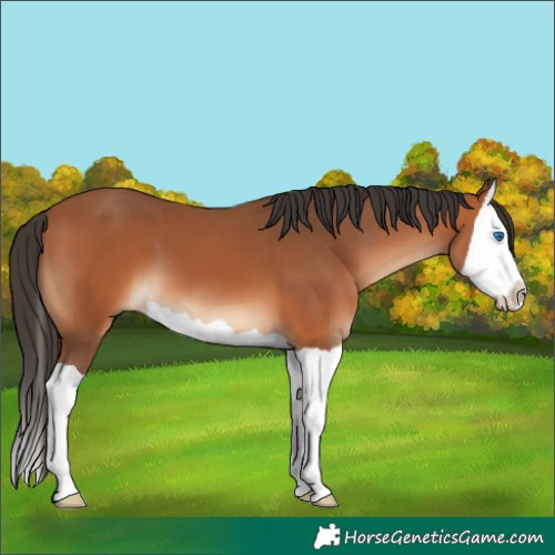Horse Color:Bay Splash 
