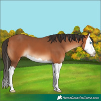 Horse Color:Bay Splash