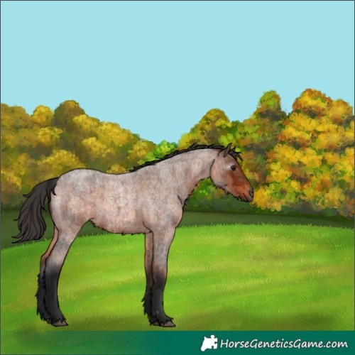 Horse Color:Gray Bay Roan  and Bay Roan 