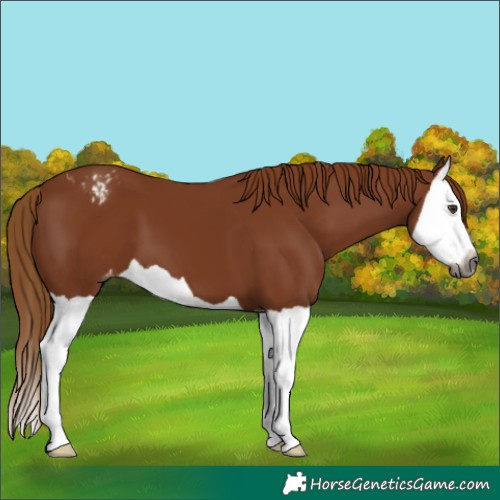 Horse Color:Gray Chestnut Splash Appaloosa 