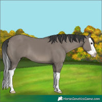 Horse Color:Grullo Splash