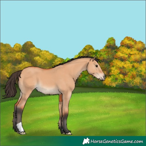 Horse Color:Bay Dun 