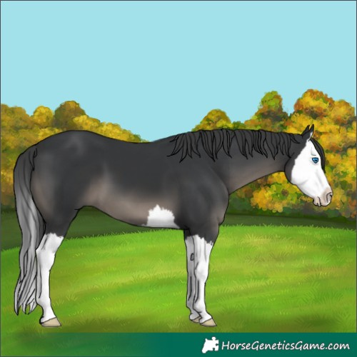 Horse Color:Black Splash 