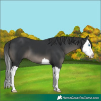 Horse Color:Black Splash 