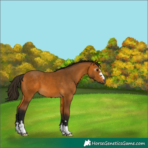 Horse Color:Gray Buckskin 