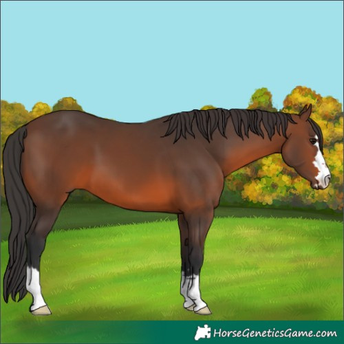 Horse Color:Brown 