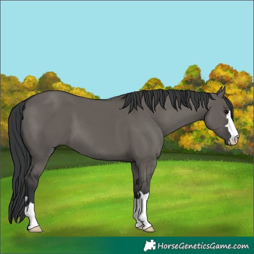 Horse Color:Grullo 