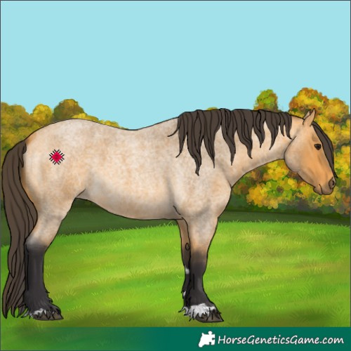 Horse Color:Buckskin Roan 