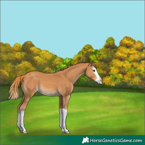 Horse Color:Chestnut Splash 