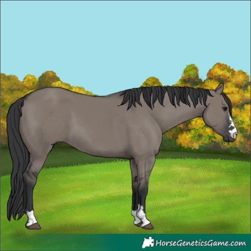 Horse Color:Grullo 