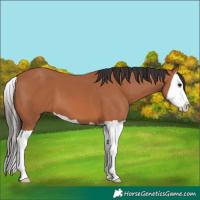 Horse Color:Bay Splash
