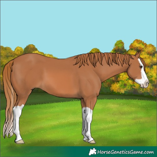 Horse Color:Chestnut Splash 
