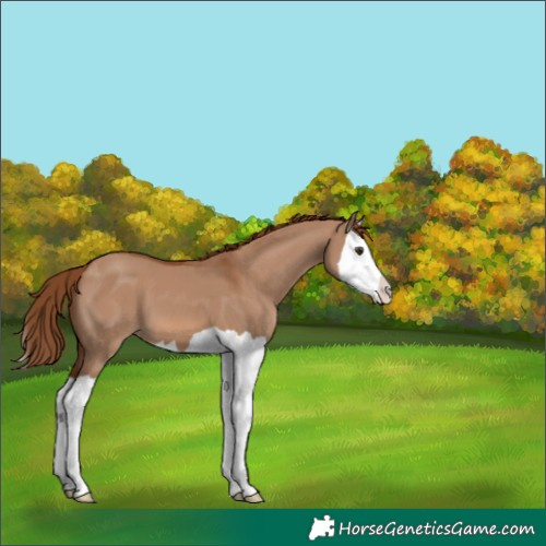 Horse Color:Red Dun Splash 