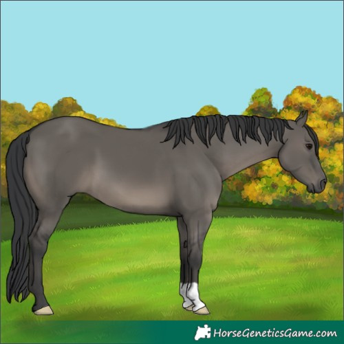 Horse Color:Grullo 