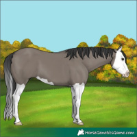 Horse Color:Grullo Splash