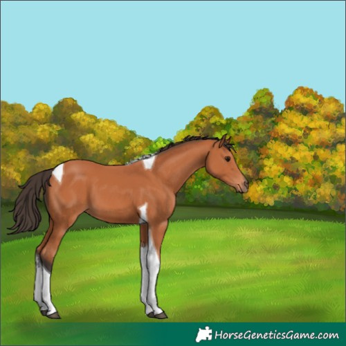 Horse Color:Bay Tobiano 