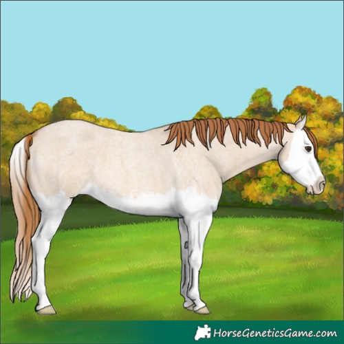 Horse Color:Red Dun Roan Splash 