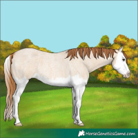 Horse Color:Red Dun Roan Splash
