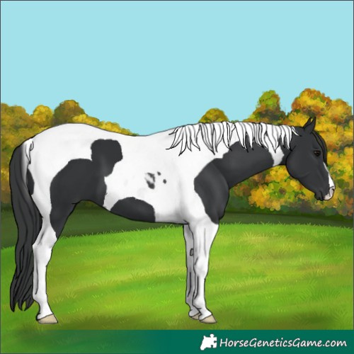 Horse Color:Black Tobiano 