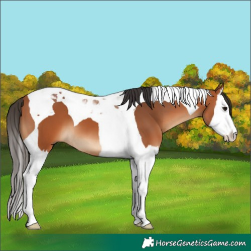 Horse Color:Bay Splash Tobiano 