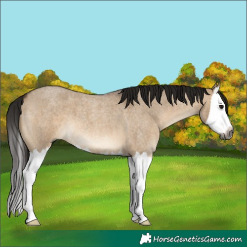 Horse Color:Gray Bay Roan Dun Splash 
