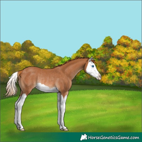 Horse Color:Chestnut Splash Rabicano 