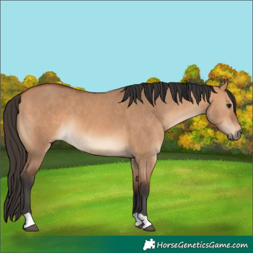 Horse Color:Bay Dun 