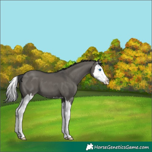 Horse Color:Grullo Splash 