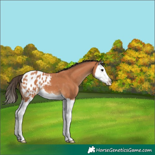 Horse Color:Bay Splash Appaloosa 